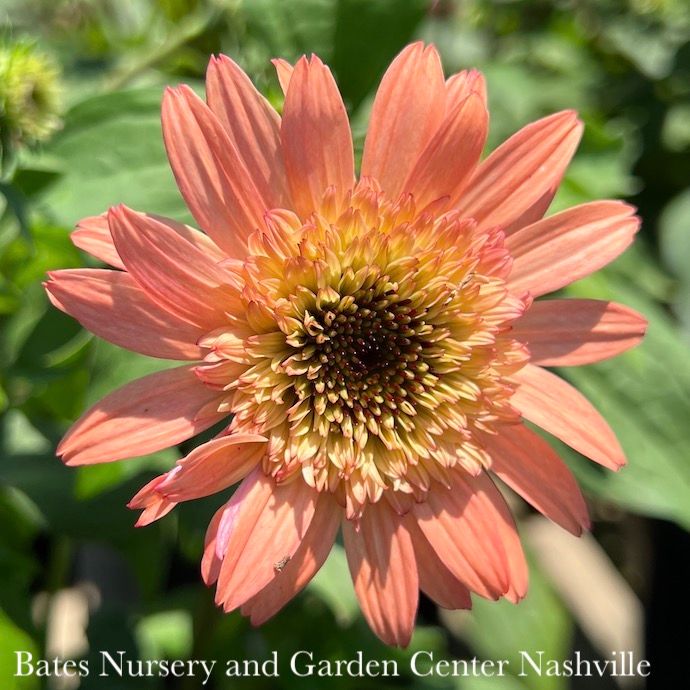 #1 Echinacea pur Raspberry Truffle/ Coneflower Native (TN)