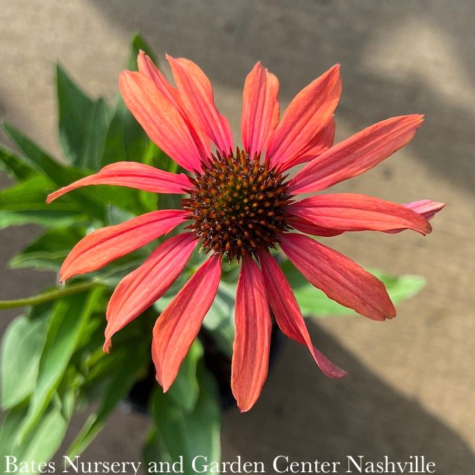 #1 Echinacea spp Tomato Soup/ Orange-red Coneflower Native (R)