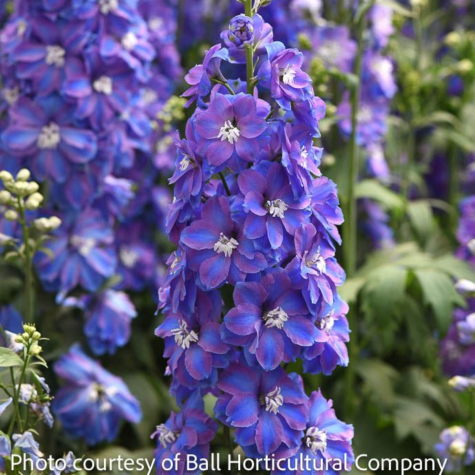 QP Delphinium ela Guardian Blue/ Larkspur
