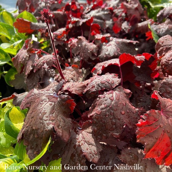 #1 Heuchera x Magma/ Red Coral Bells