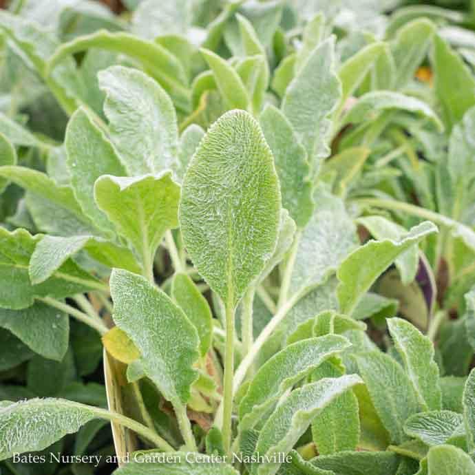 QP Stachys byz Fuzzy Wuzzy/ Lamb&#39;s Ear