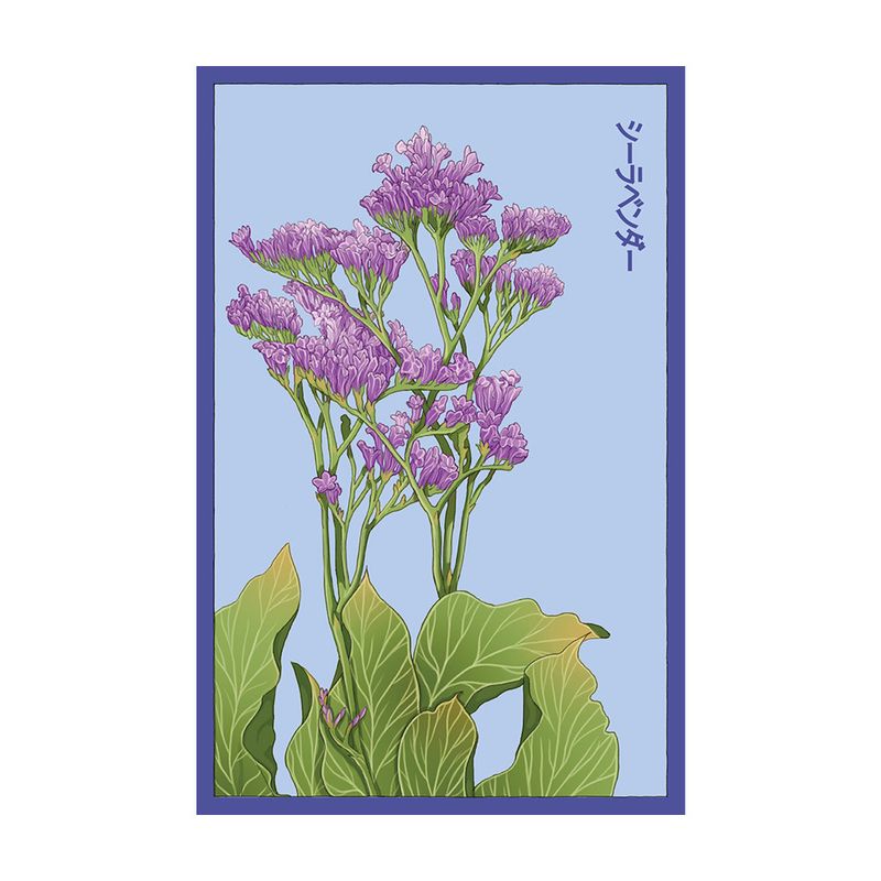 Seed Flwr Sea Lavender Flower /Statice /Limonium spp - Shido