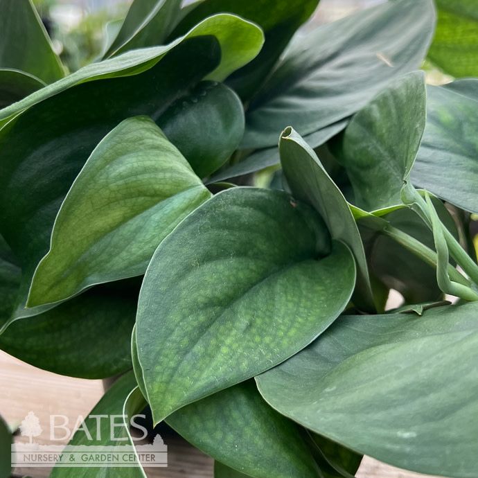 8hb! Scindapsus Jade Satin Hanging Basket /Tropical