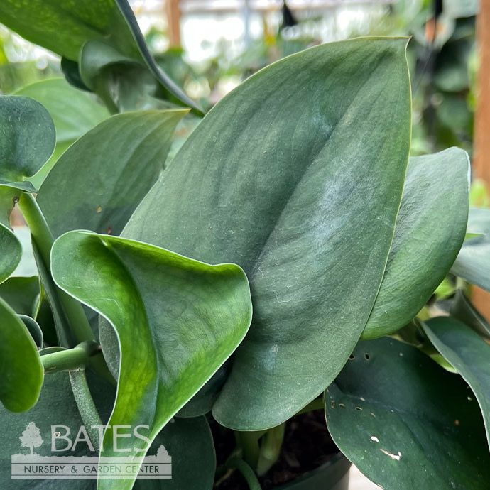 8hb! Scindapsus Jade Satin Hanging Basket /Tropical