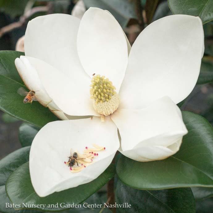 #15 Magnolia grand Teddy Bear/ Dwarf Southern Native (TN)