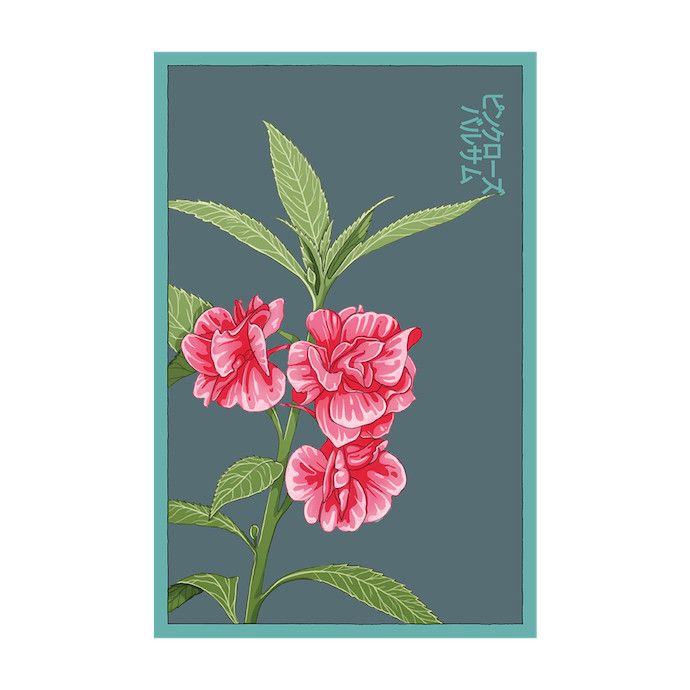 Seed Flwr Pink Rose Balsam Flower /Garden Balsam  /Impatiens balsamina - Shido