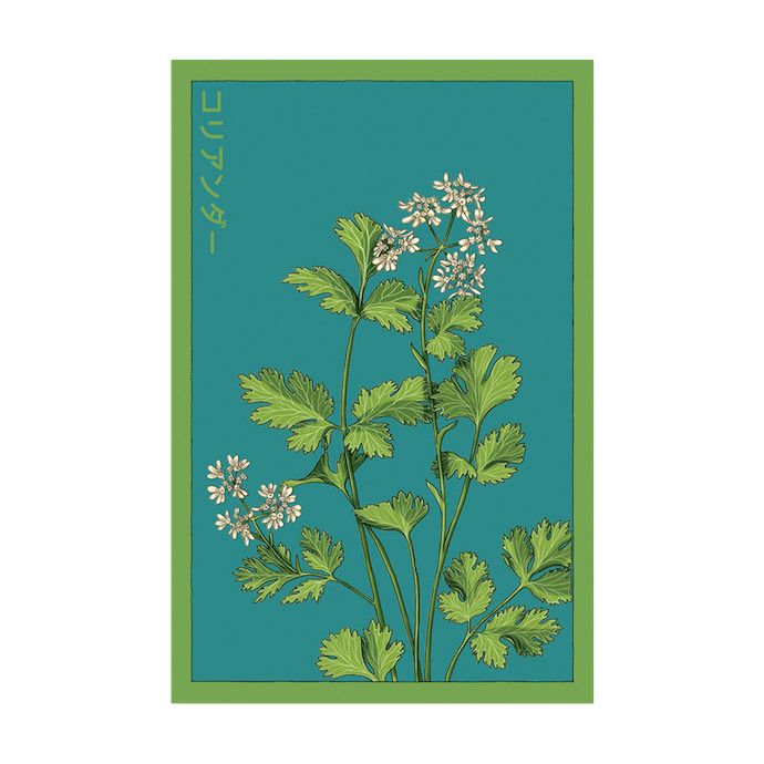 Seed Herb Cilantro /Coriandrum sativum - Shido