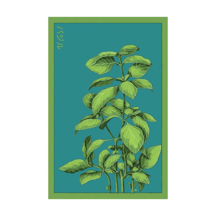 Seed Herb Basil /Ocimum basilicum - Shido