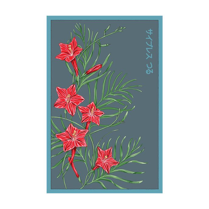 Seed Flwr Cypressvine Star Glory Flower /Ipomoea quamoclit - Shido