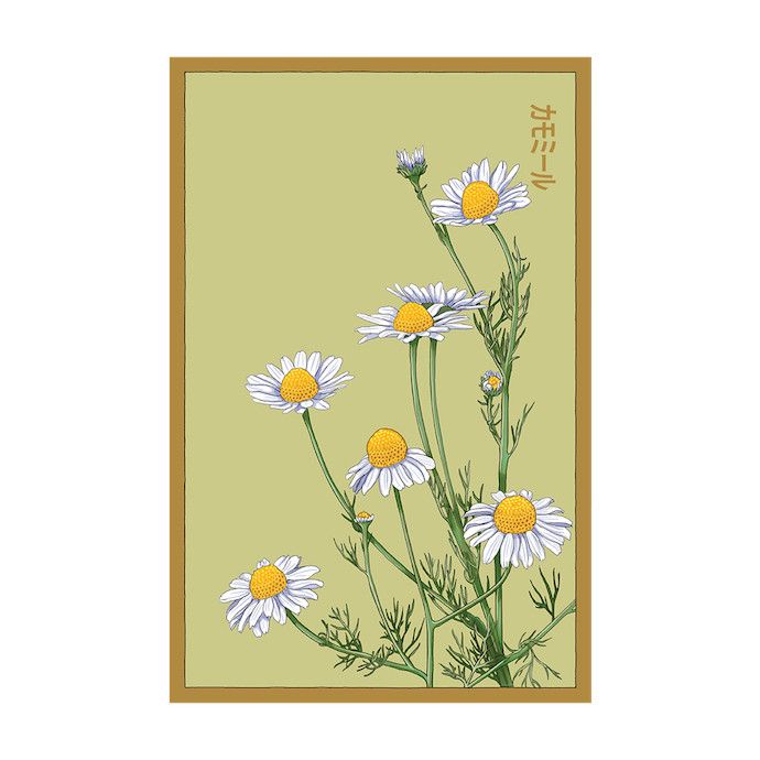 Seed Flwr Chamomile Flower /Chamaemelum nobile - Shido