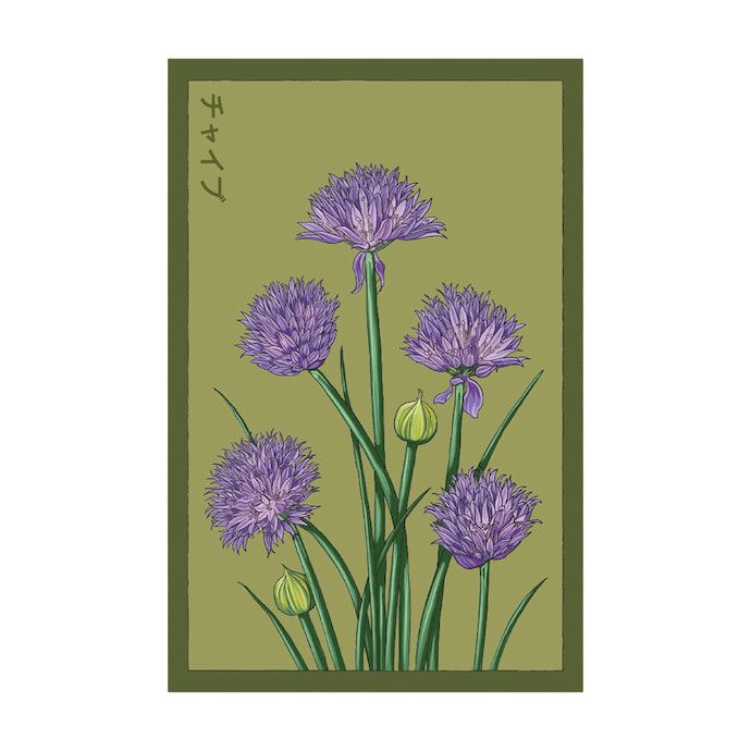 Seed Herb Chives /Allium schoenoprasum -  Shido