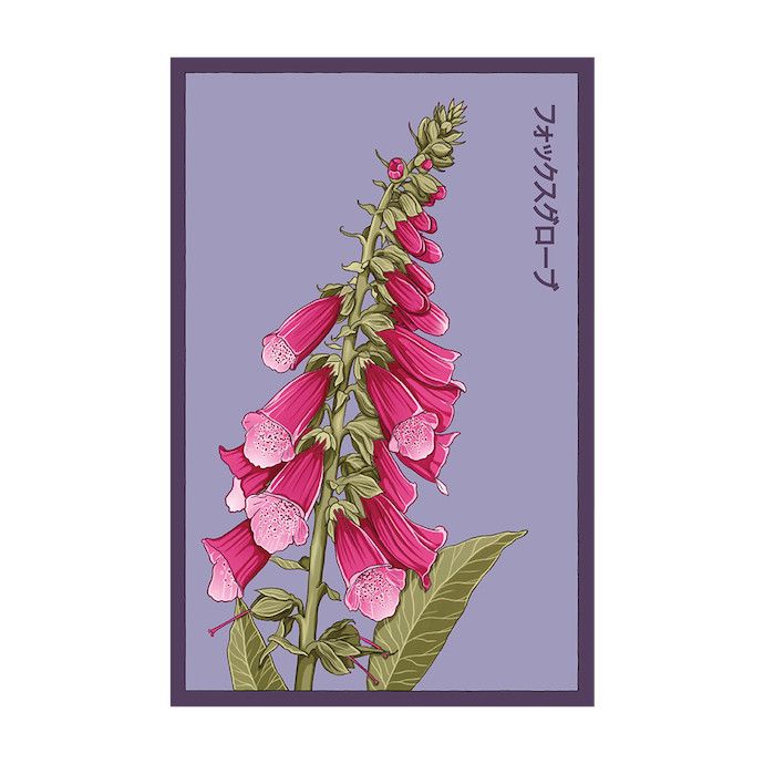 Seed Flwr Foxglove Flower /Digitalis purpurea - Shido