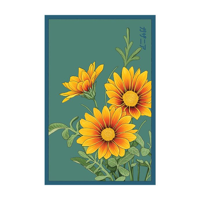 Seed Flwr Gazania Flower /Treasure Flower /Gazania rigens - Shido