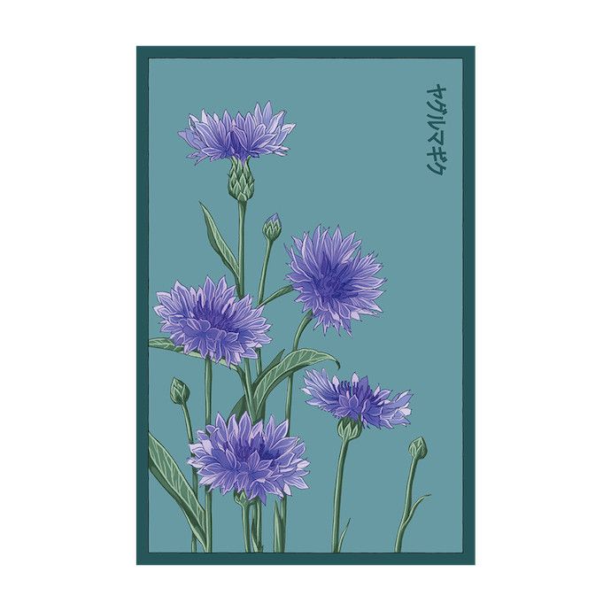 Seed Flwr Blue Cornflower Flower /Bachelor&#39;s Button /Centaurea cyanus - Shido