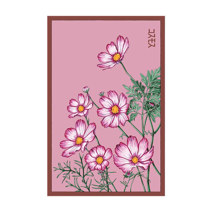 Seed Flwr Cosmos Flower /Mexican Aster /Cosmos spp - Shido