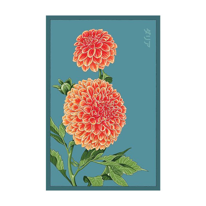 Seed Flwr Dahlia Flower/ Dahlia pinnata cav spp - Shido