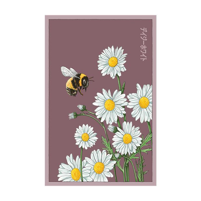 Seed Flwr Daisy White Flower /Leucanthemum spp &amp; Bellis perennis - Shido