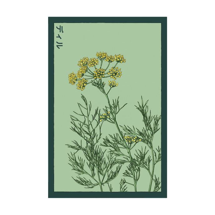 Seed Herb Dill /Anethum graveolens - Shido