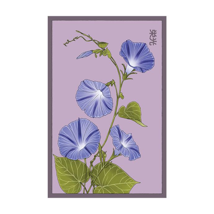Seed Flwr Morning Glory Flower /Ipomoea spp - Shido