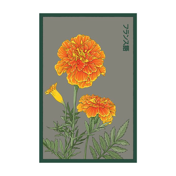 Seed Flwr French Marigold Flower /Tagetes patula - Shido