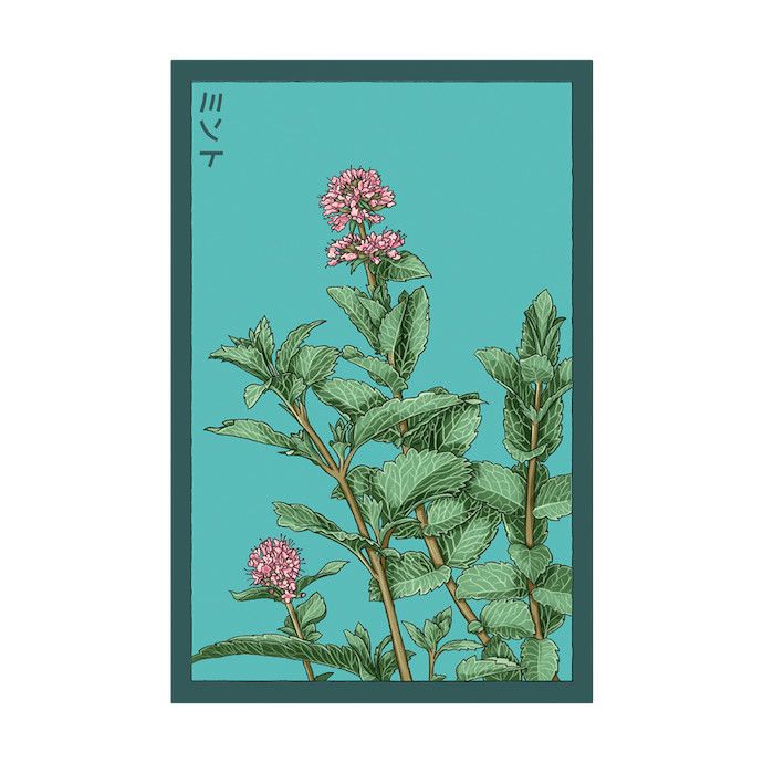 Seed Herb Mint /Mentha spp. - Shido