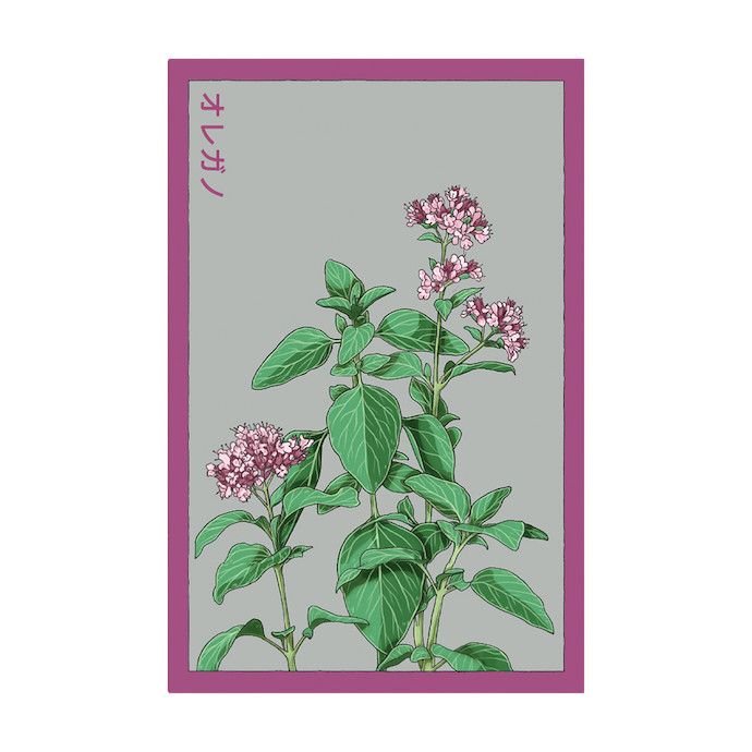 Seed Herb Oregano /Origanum vulgare - Shido