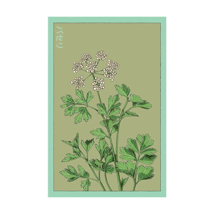 Seed Herb Parsley /Petroselinum crispum - Shido