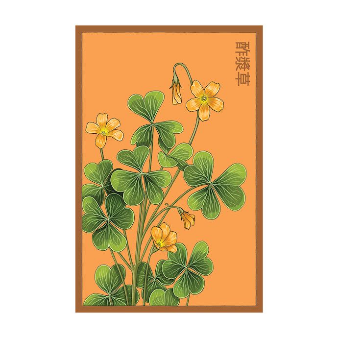 Seed Flwr Oxalis Flower /Wood Sorrel /Oxalis corymbosa - Shido