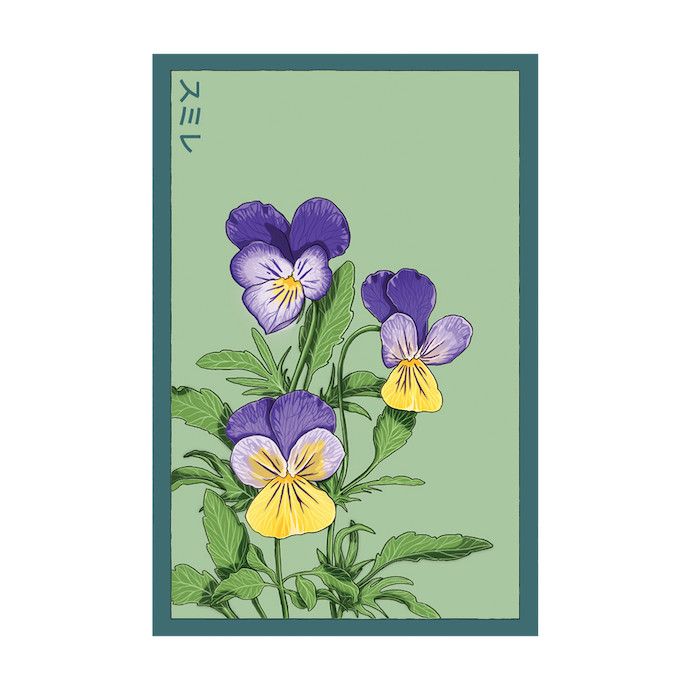 Seed Flwr Pansy Flower /Viola × wittrockiana - Shido