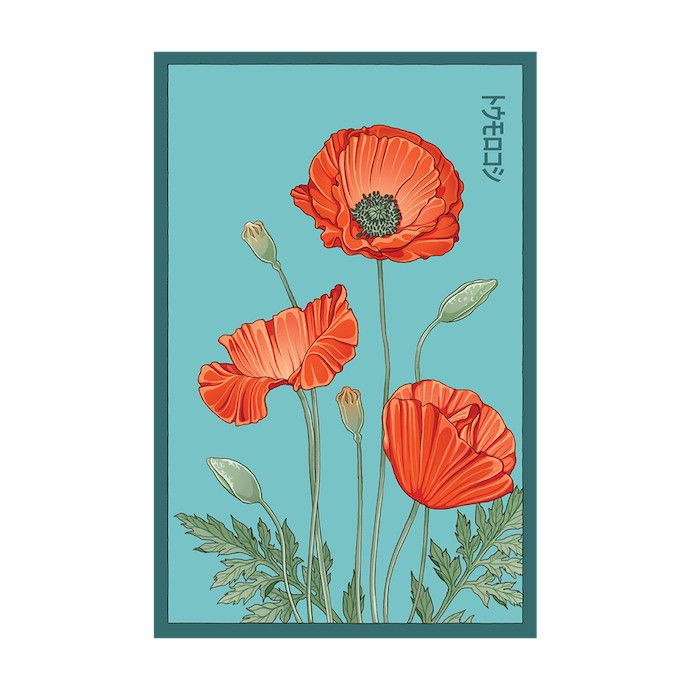 Seed Flwr Corn Poppy Flower /Papaver rhoeas - Shido
