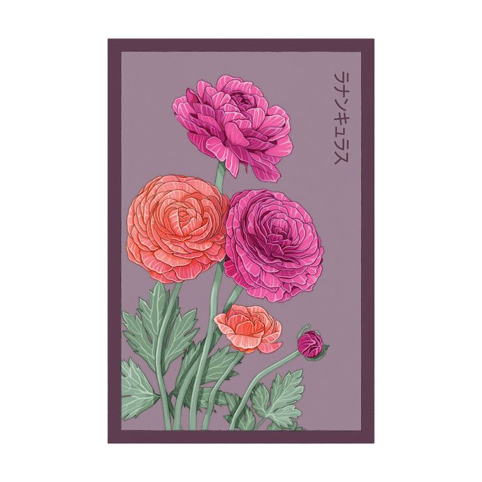 Seed Flwr Ranunculus Flower /Persian Buttercups /Ranunculus asiaticus - Shido