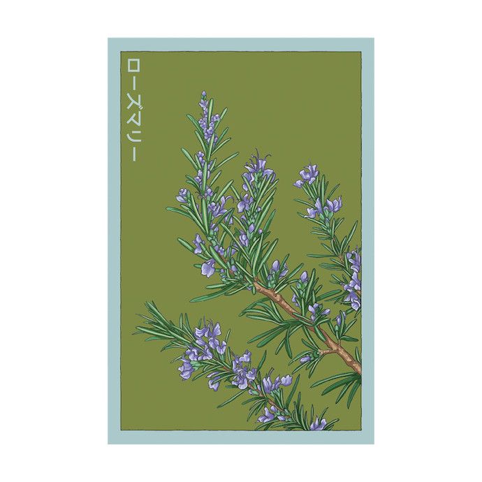 Seed Herb Rosemary /Rosmarinus officinalis - Shido