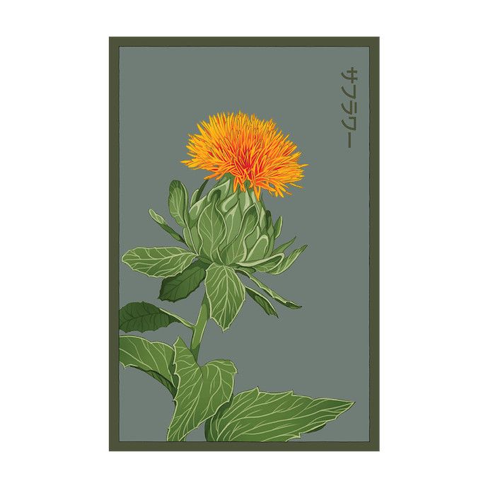 Seed Flwr Safflower Flower /Dyer&#39;s Saffron /Carthamus tinctorius - Shido