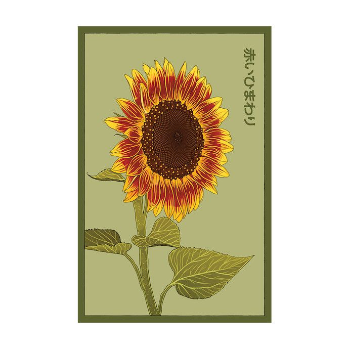 Seed Flwr Red Sunflower Flower /Helianthus annuus - Shido Native (TN)