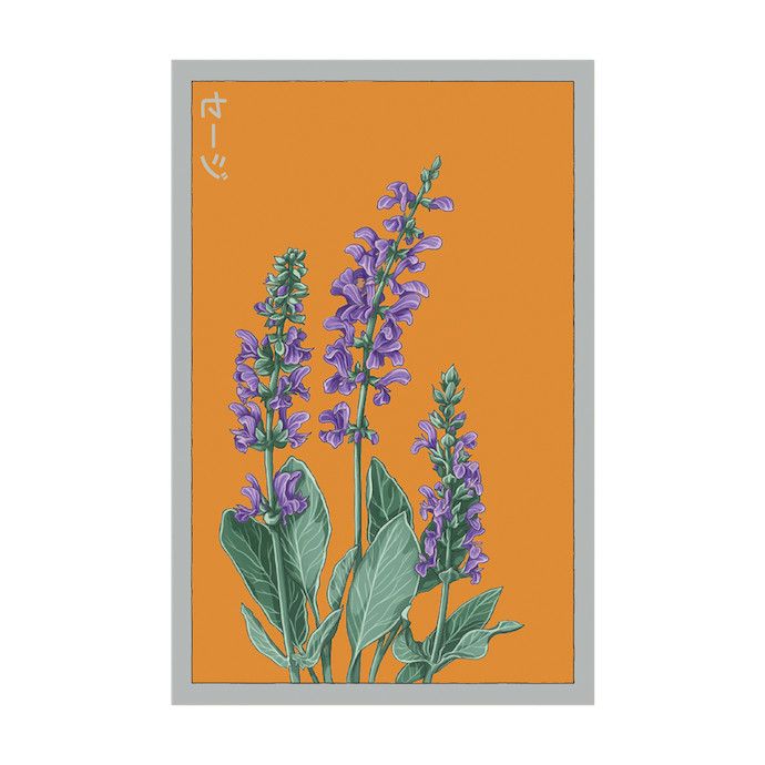 Seed Herb Sage /Salvia farinacea - Shido