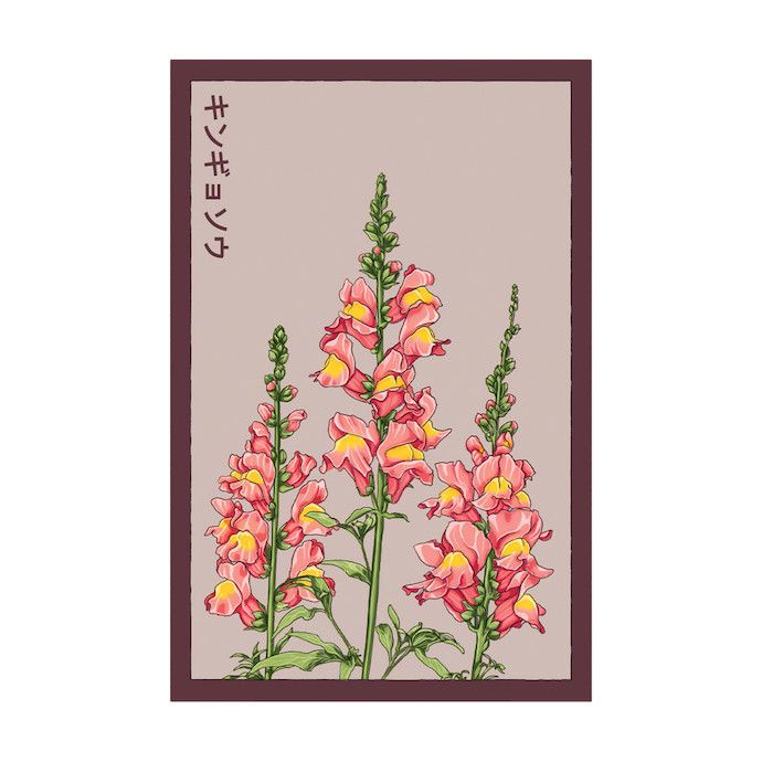 Seed Flwr Snapdragon Flower /Antirrhinum majus - Shido