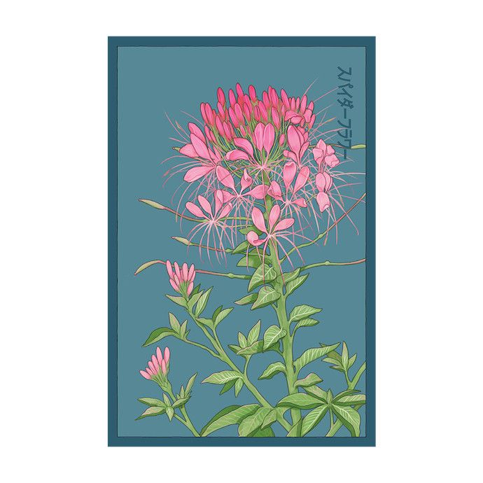 Seed Flwr Spiny Spiderflower Flower /Cleome spinosa - Shido