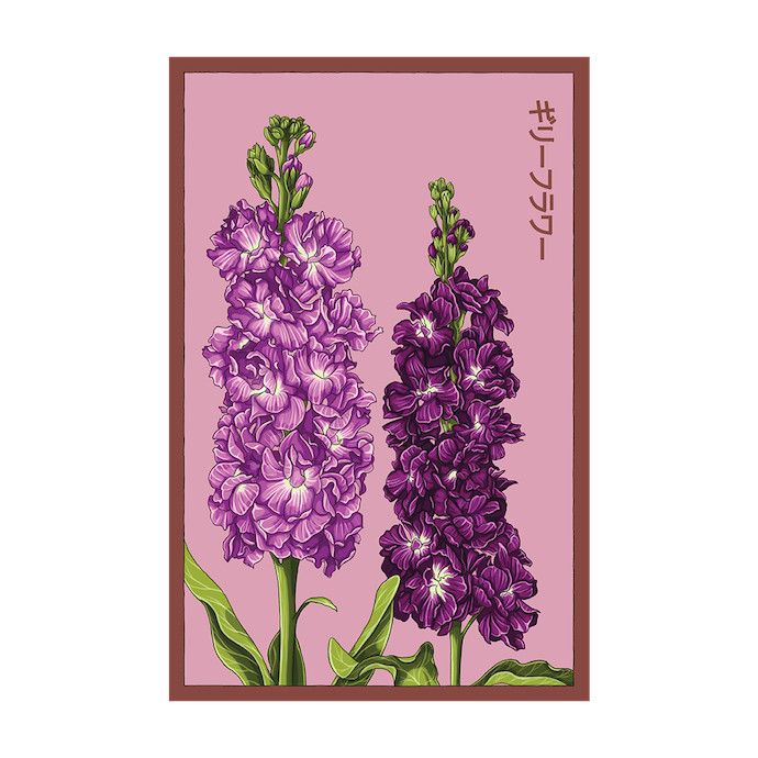 Seed Flwr Gilly Flower /Stock /Matthiola incana - Shido