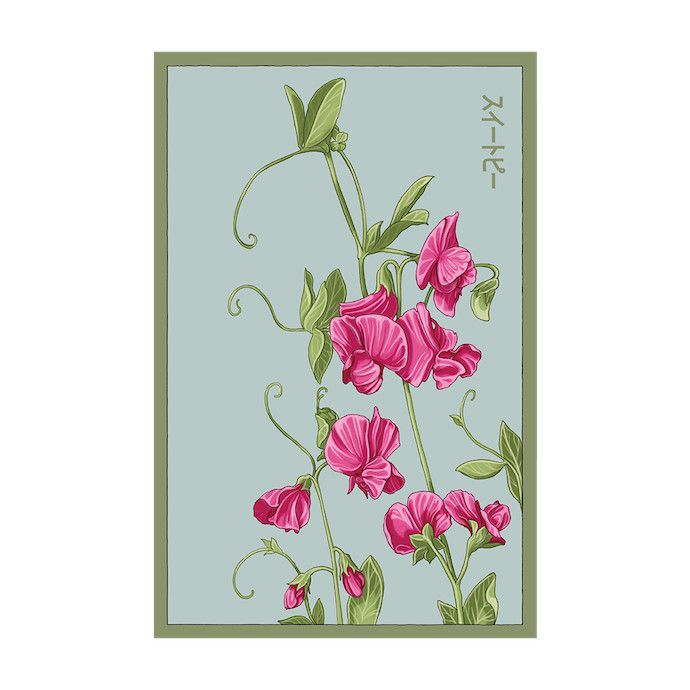 Seed Flwr Sweet Pea Flower /Lathyrus odoratus - Shido