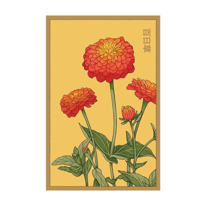 Seed Flwr Zinnia Flower /Zinnia spp - Shido