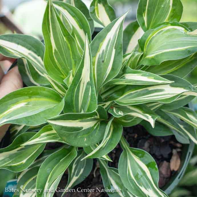 8p Hosta Striptease/Variegated
