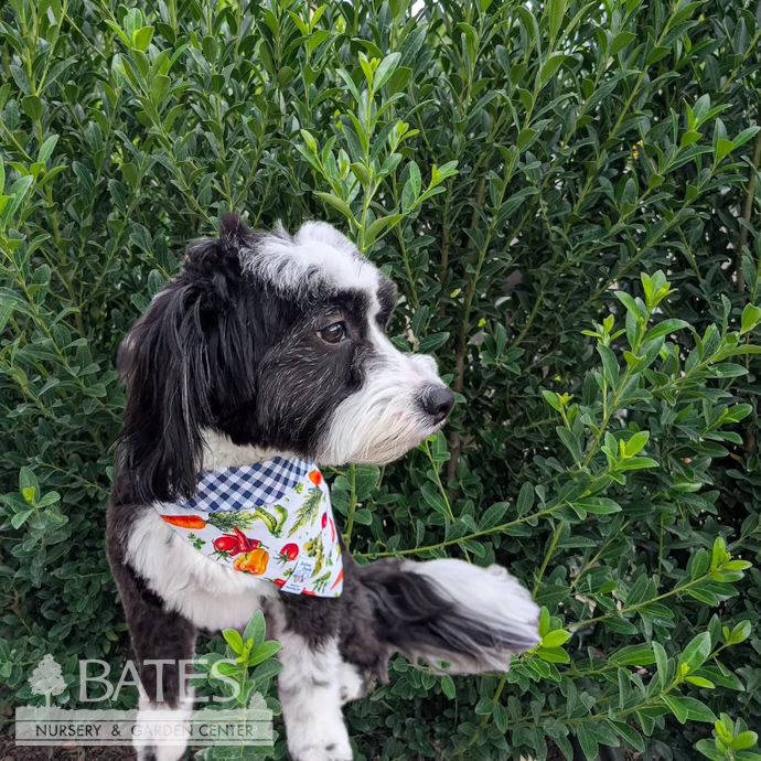 Dog / Cat Bandana Small 18-19&quot;