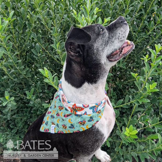 Dog / Cat Bandana Medium 24-25&quot;