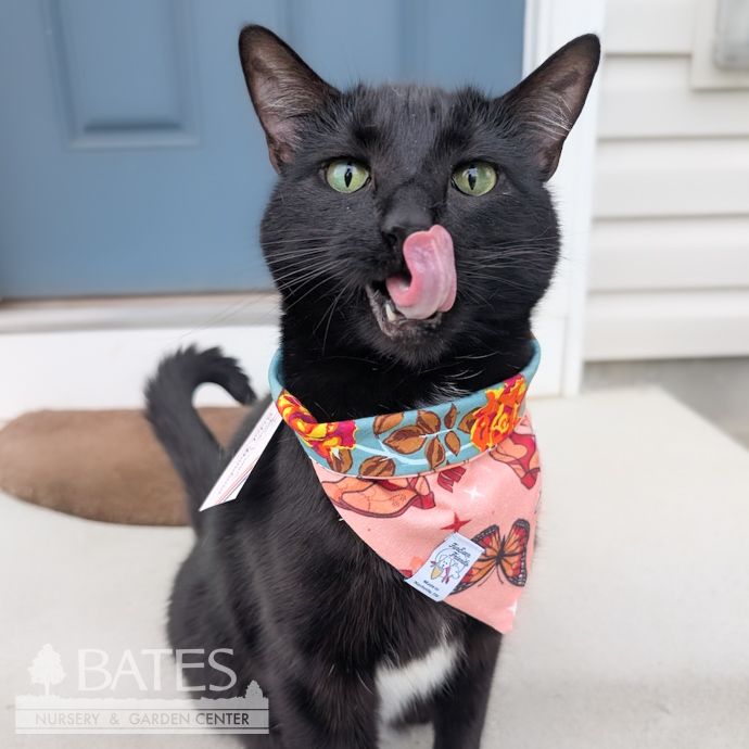 Dog / Cat Bandana XSmall 13-14&quot;