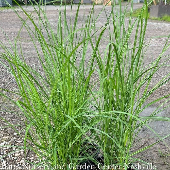 #3 Grass Miscanthus sine Fire Dragon/ Maiden