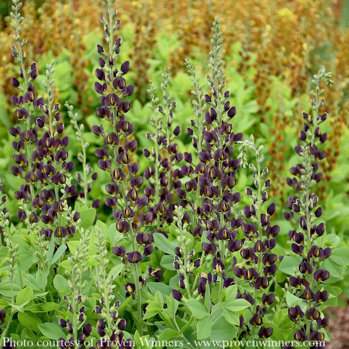 #3 Baptisia x PW Decadence &#39;Dark Chocolate&#39;/ Purple False Indigo