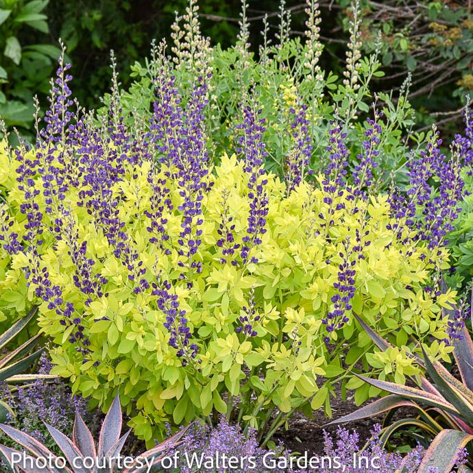 #3 Baptisia Golden Anniversary/ Purple, Gold Foliage False Indigo