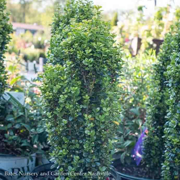 #7 Ilex cren FE Straight &amp; Narrow/ Japanese Holly (male)