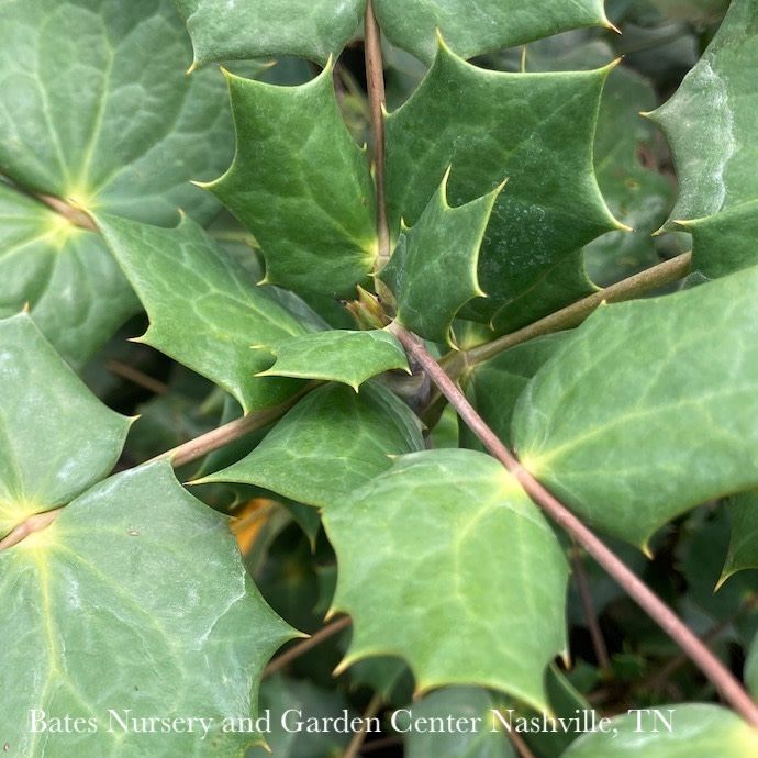 #3 Mahonia bealei/ Leatherleaf