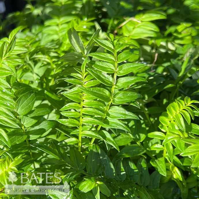 #1 Polemonium yezoense Bressingham Purple/ Jacob&#39;s Ladder
